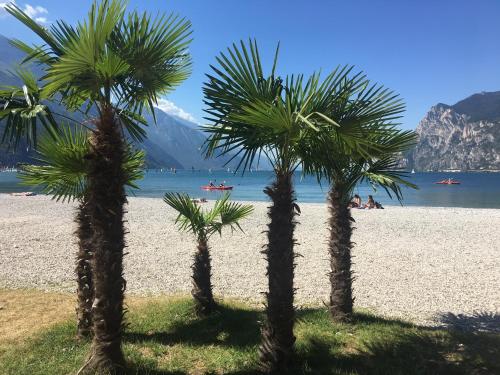 a group of palm trees on a beach at Outdooredo Garda Torbole in Nago-Torbole