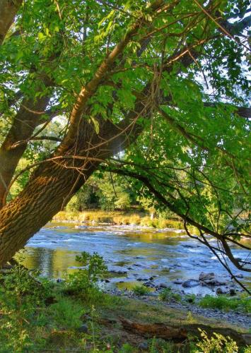 uma vista para um rio de debaixo de uma árvore em Camping Beaussement TWENTY em Chauzon