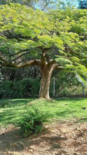 a tree in the middle of a grass field at Chacara Condomínio Monte Verde Itu in Itu