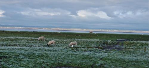 a group of sheep grazing in a field near the water at Port Carlisle Caravan near Bowness on Solway in Carlisle