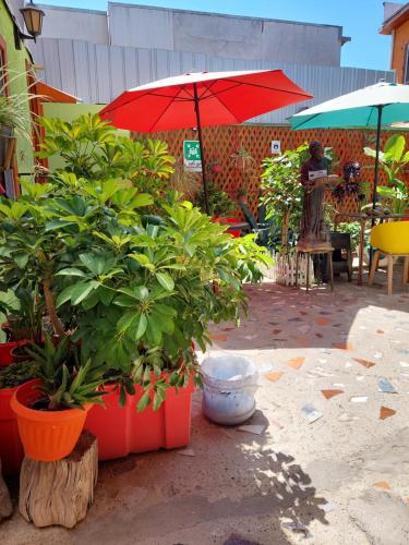 a group of potted plants and a red umbrella at Noface 7 in Los Vilos