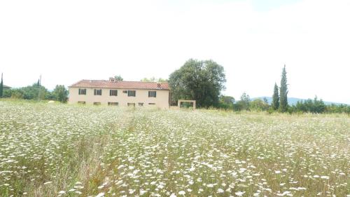 a field of white flowers in front of a building at Al Vecchio Leccio in Pistoia