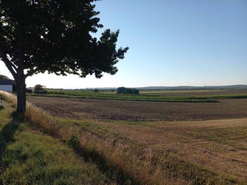 a tree sitting in the middle of a field at Bauernhaus mit großem Innenhof und Garten - ideal für große Gruppen in Seefeld-Kadolz