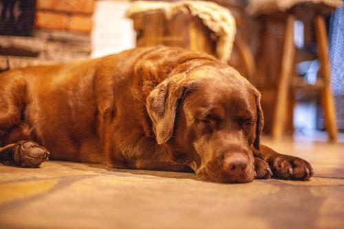 a brown dog is laying on the floor at BIESIADA in Korbielów