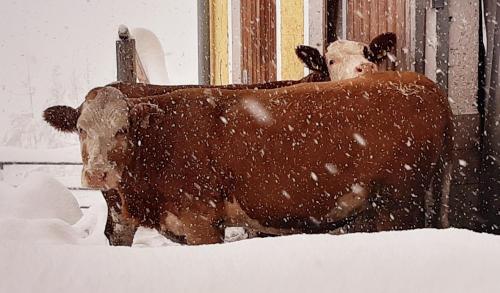 two brown cows standing in the snow at Almhütte Brandgut in Mühlbach am Hochkönig