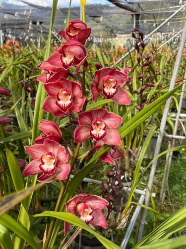 a group of red flowers in a greenhouse at Nantou Fruit House in Renai