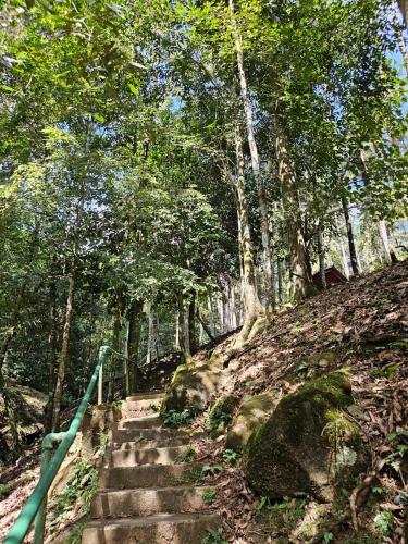 a set of stairs on a hill with trees at Cerro Azul Mountain Retreat in Cerro Azul