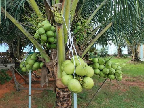 a bunch of green bananas hanging from a palm tree at Biển Ngọc Homstay in Ấp Sung Xuân