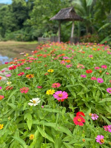 Zahrada ubytování Fern Resort Mae Hong Son