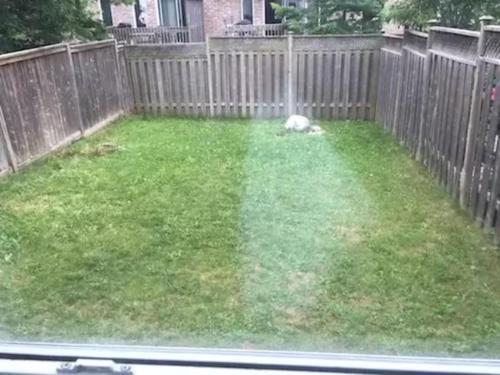 a dog laying in a yard next to a fence at Waterloo Master bedroom with attached bathroom in Waterloo