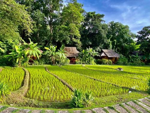 a rice field with a house in the background at Fern Resort Mae Hong Son in Mae Hong Son