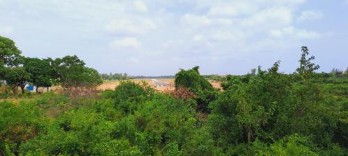 a group of trees in the middle of a field at Cave Diani Holiday Apartments in Diani Beach