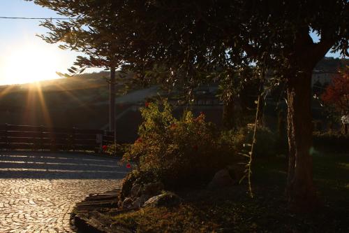 a sun shining through a tree and some bushes at Red Wine Camere in La Morra