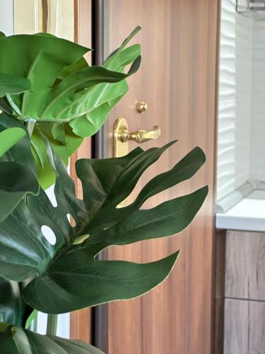 a green plant sitting in front of a door at Work from home Project in Thessaloniki