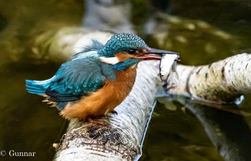 un uccello colorato seduto su un ramo di un albero di Ferienhaus Ellie mit Bootscharter auf der Müritz a Hohen Wangelin