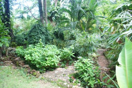 a garden with lush green plants and trees at Rock Inn Bailan in Ko Chang