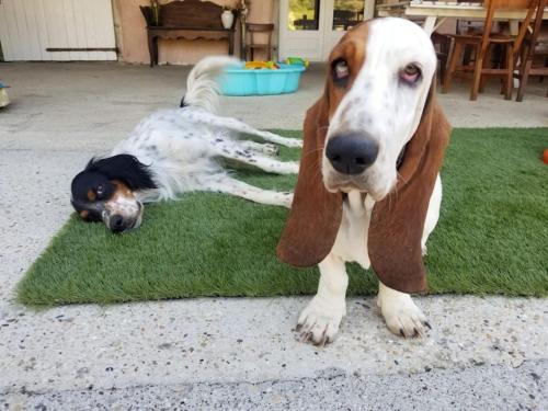 un chien brun et blanc pondant sur l'herbe dans l'établissement studio3 spacieux 1à4 pers, à Marboz