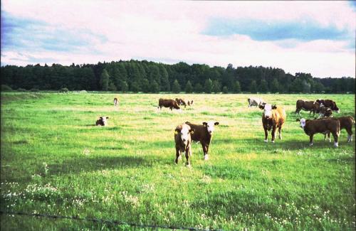a herd of cows grazing in a field of grass at Ferienhaus Pirol in Zossen