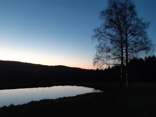 a tree standing next to a lake at sunset at Zum Bergbauern in Waidhaus