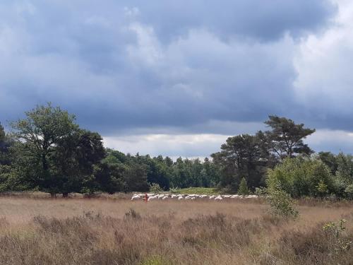 Afbeelding uit fotogalerij van Het3ebaken in Havelte