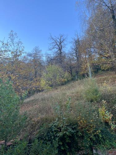a grassy hill with trees and bushes on it at Il Bosco Incantato in Borgo San Dalmazzo