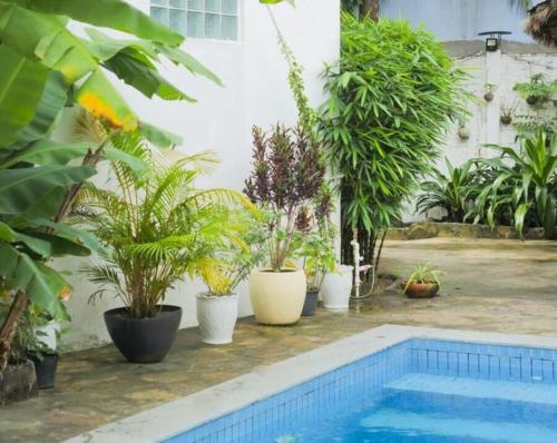 un montón de plantas en macetas sentadas junto a una piscina en Manoha Villa, en Sihanoukville