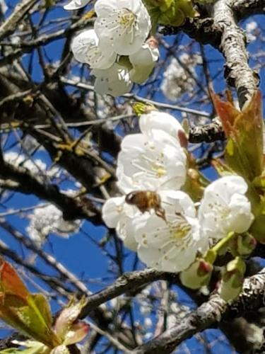 a tree with white flowers and a bee on it at Gîte Les Cerisiers Sud-Gironde dans le Sauternais meublé de tourisme 3 étoiles in Preignac