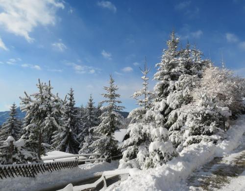 a group of trees covered in snow at ALMNEST - LACHTAL in Lachtal