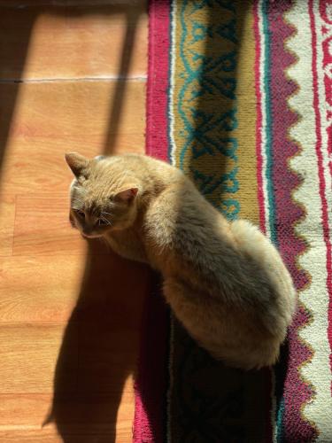 un gatto seduto sul pavimento accanto a un tappeto di Omar’s place a Ölgiy