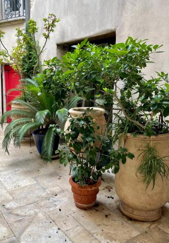 a group of potted plants in pots on a patio at JOHA DOMA in Lunel
