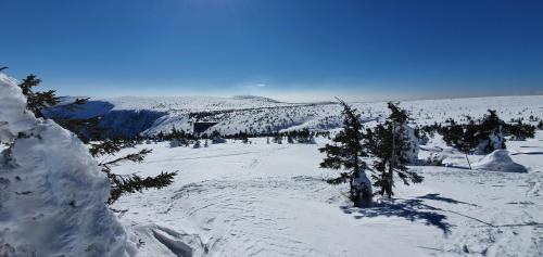 a snow covered field with trees and a mountain at Apartmán Vysoké nad Jizerou in Vysoké nad Jizerou