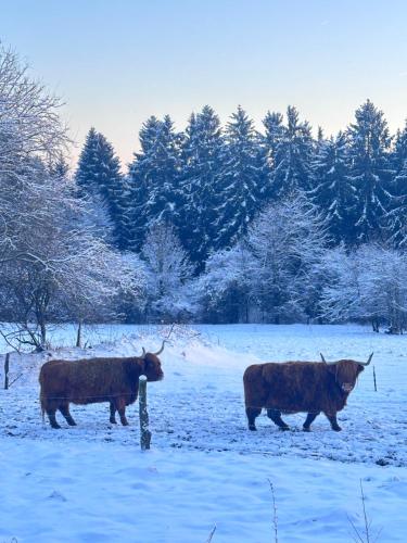 three cows walking in a snow covered field at Landhaus im Waldviertel in Zwettl Stadt