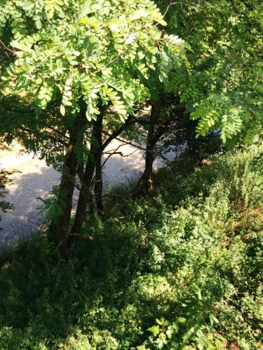 a group of trees with green leaves in a field at Casetta next to the Creek Dino Buzzati in Belluno