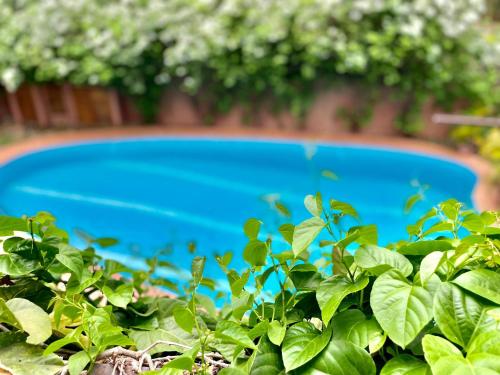 a blue swimming pool behind a green bush at Le Patio in Lomé