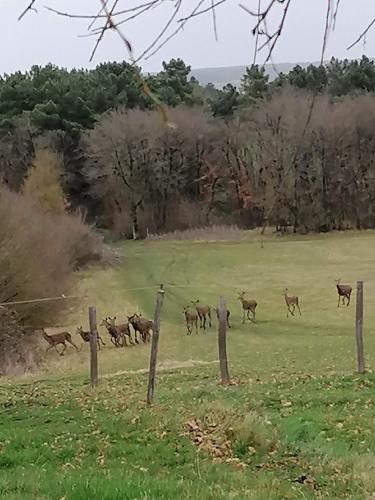 a herd of deer running in a field at Gîte 4 pers proche cure thermale, Futuroscope, calme et nature à La Roche Posay in La Roche-Posay
