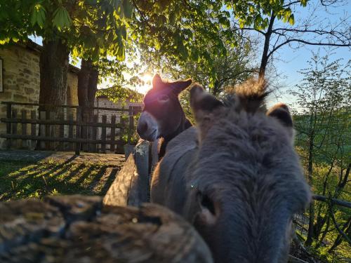 Άλλα ζώα σε αυτό το κατάλυμα σε φάρμα ή στη γύρω περιοχή