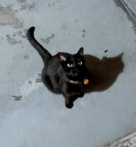 a black cat is walking on the ground at Mimi House in Rio de Janeiro