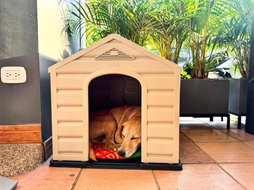 a dog is sleeping in a dog house at Tierra Maravilla in Salento