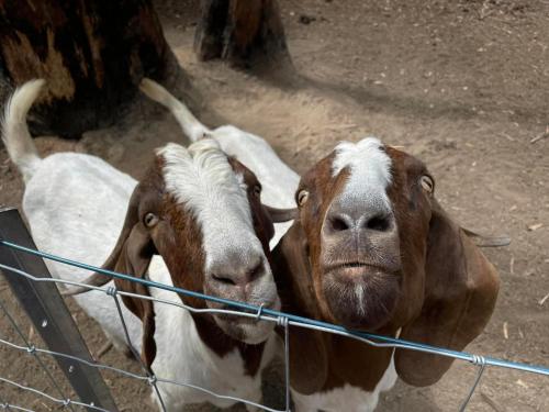 two cows standing next to each other behind a fence at Chiltern Lodge Country Retreat in Old Bar
