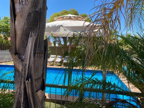 a swimming pool with a umbrella and a palm tree at Orana Motor Inn in Mildura