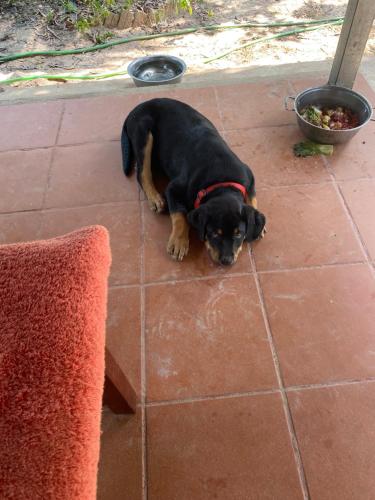 a black dog laying on a tile floor at Pirates Arms Backpackers in Kampot