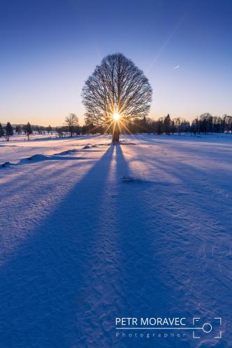 a tree in a snowy field with the sun behind it at Hájenka Knížecí Pláně in Borová Lada