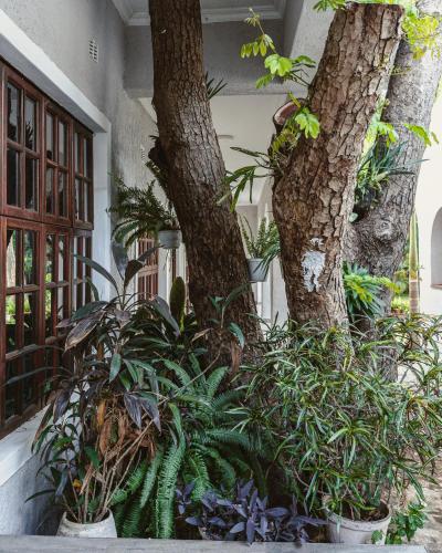 a group of plants in pots next to two trees at Jacaranda Lodge in Victoria Falls