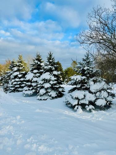 a group of christmas trees covered in snow at Farm Country House with Pool and Huge Property in Blakeslee