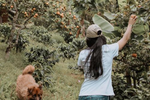 a woman picking oranges from an apple tree with a dog at Finca el Moral in Medellín