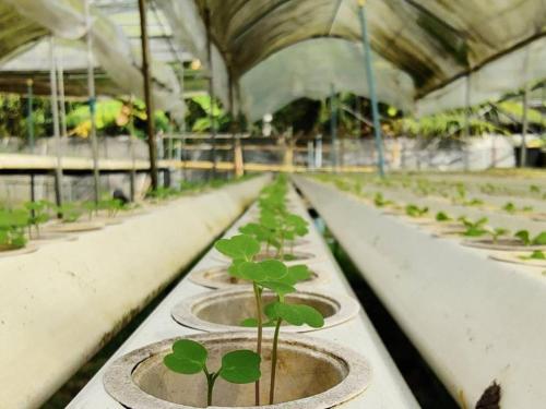 a row of plants in a greenhouse at The Willow Phangan in Koh Phangan