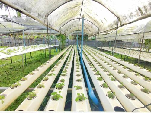 a greenhouse filled with lots of green plants at The Willow Phangan in Koh Phangan