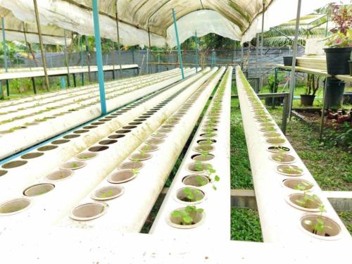 a row of benches in a greenhouse filled with plants at The Willow Phangan in Koh Phangan