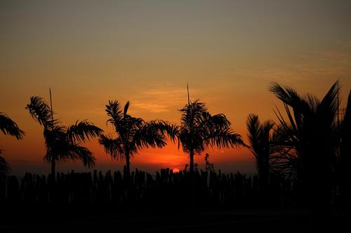 a silhouette of palm trees in front of a sunset at casaNorte paraíso norteño mirador de Ballenas in Canoas De Punta Sal