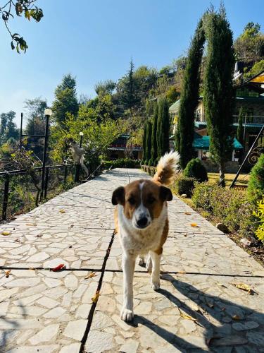 a brown and white dog walking down a sidewalk at Green Lodge Farmstay by Highland Monk in Shimla